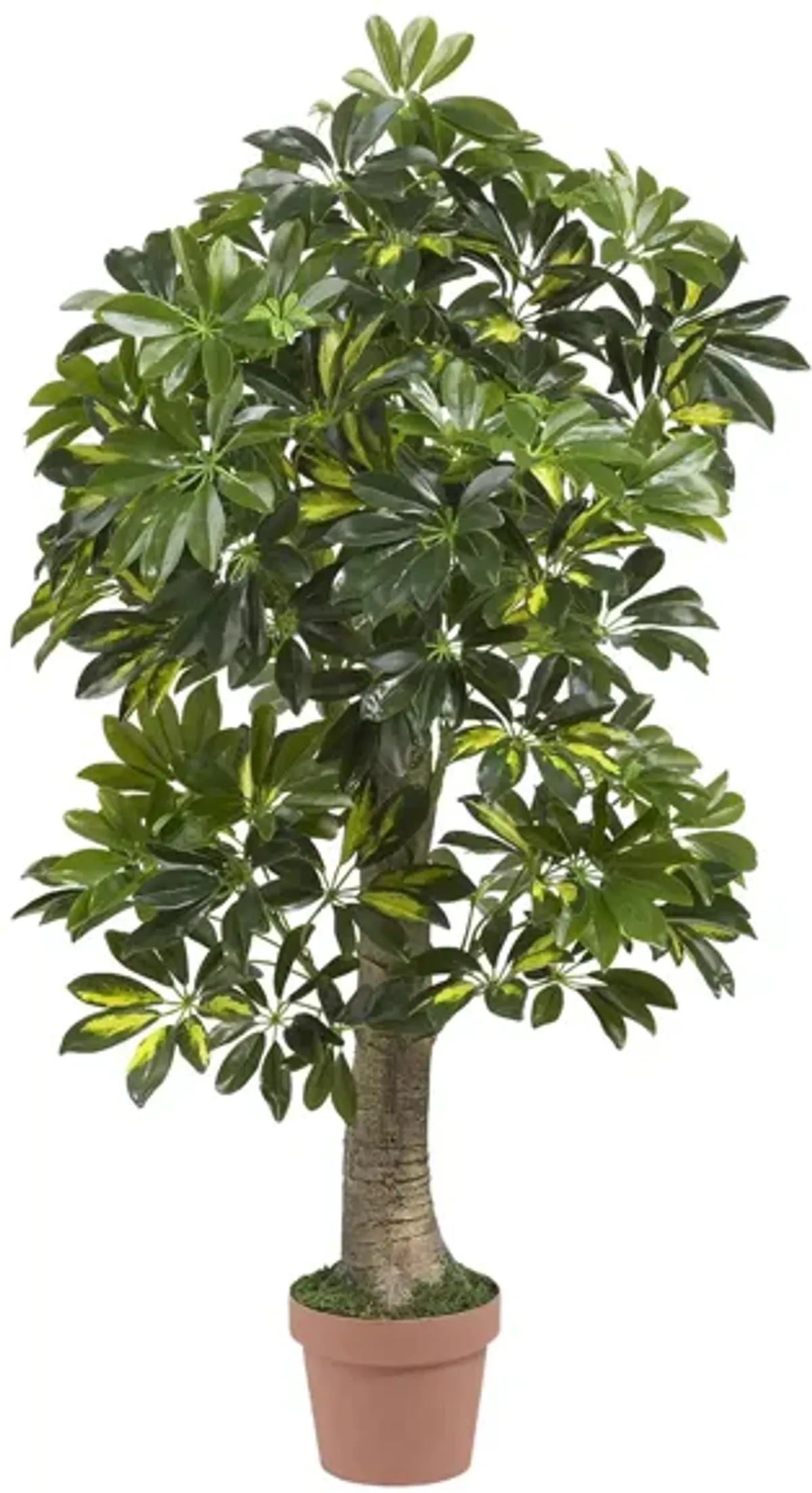 Schefflera Artificial Tree in Green by Bellanest