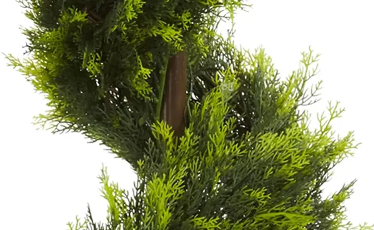 Cypress Spiral Tree