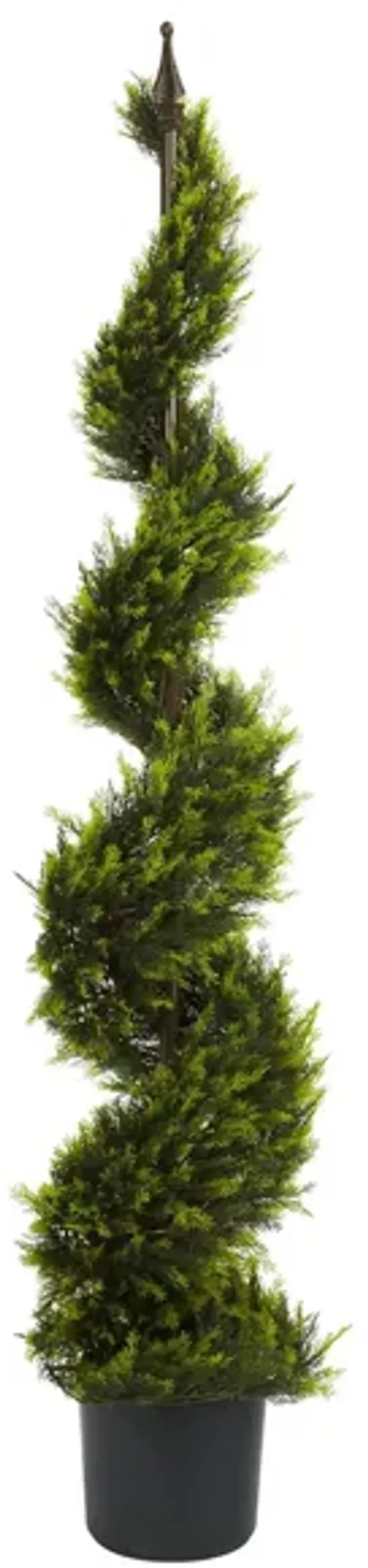 Cypress Spiral Tree