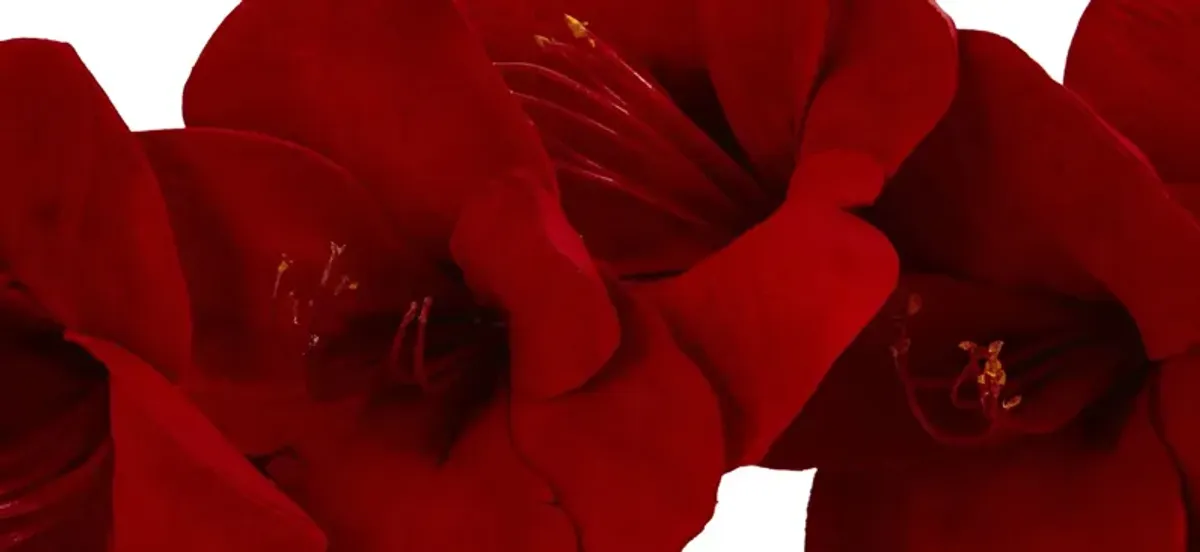 Amaryllis Artificial Garland