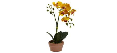 Phalaenopsis Orchid with Clay Vase: Set of 4 in Assorted by Bellanest