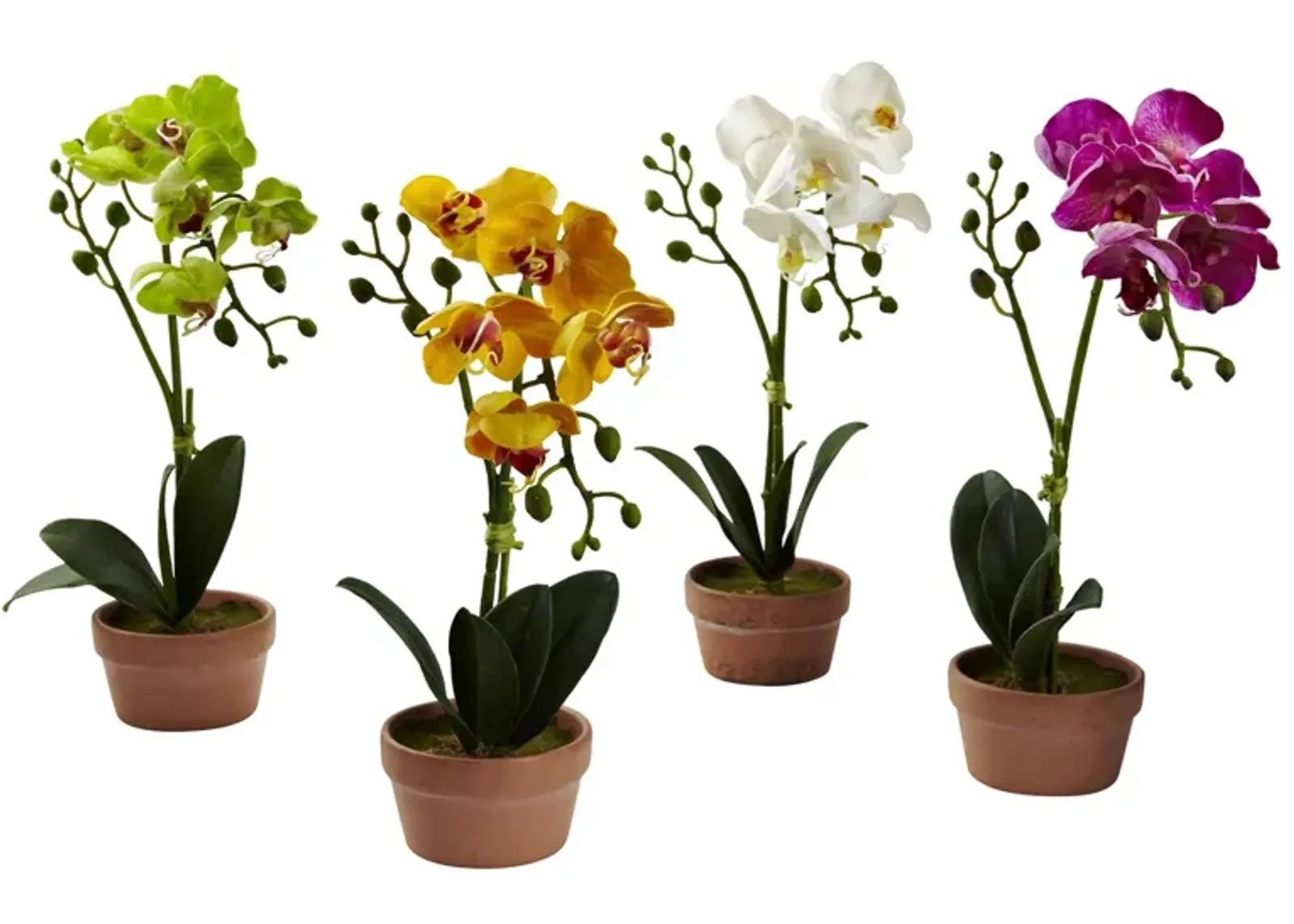 Phalaenopsis Orchid with Clay Vase: Set of 4 in Assorted by Bellanest