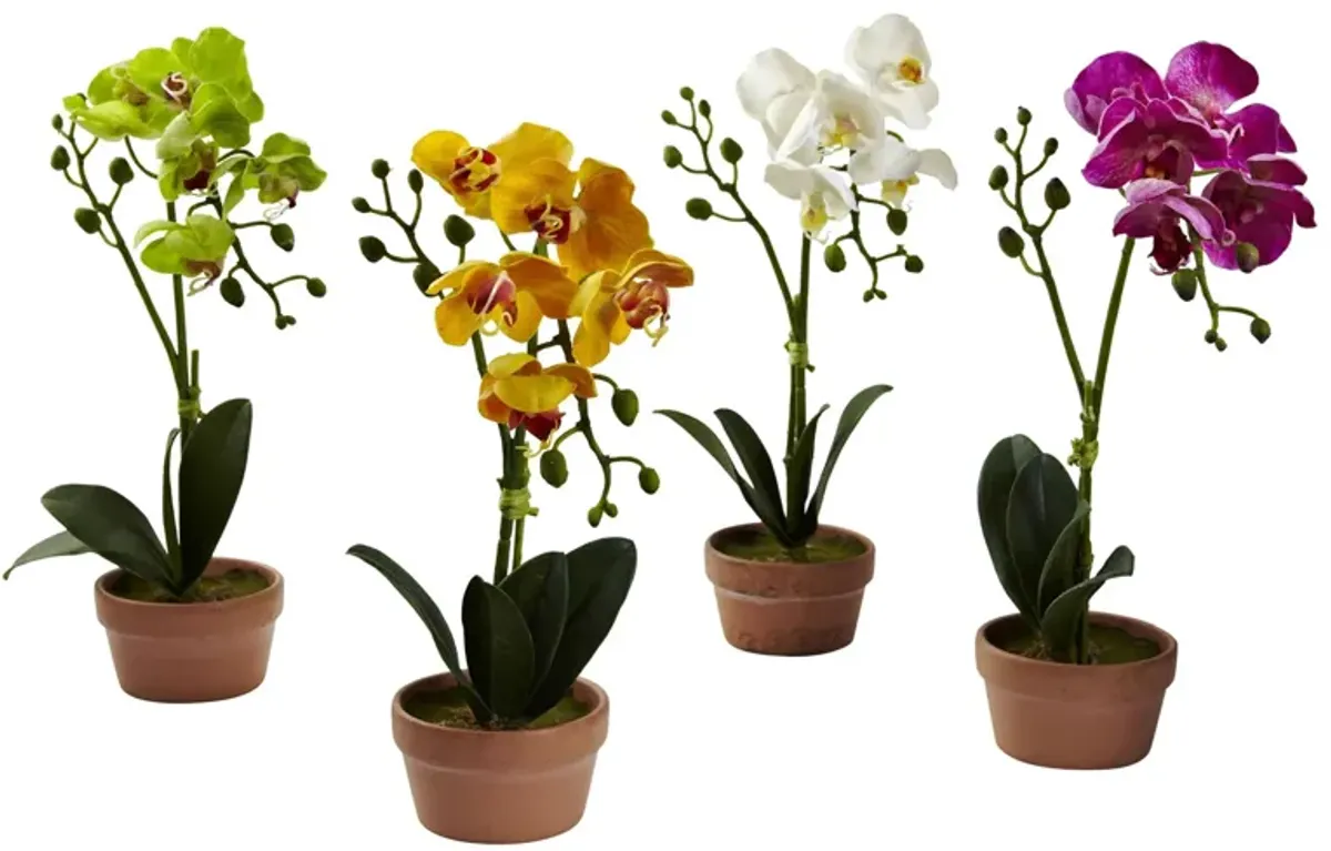 Phalaenopsis Orchid with Clay Vase: Set of 4 in Assorted by Bellanest