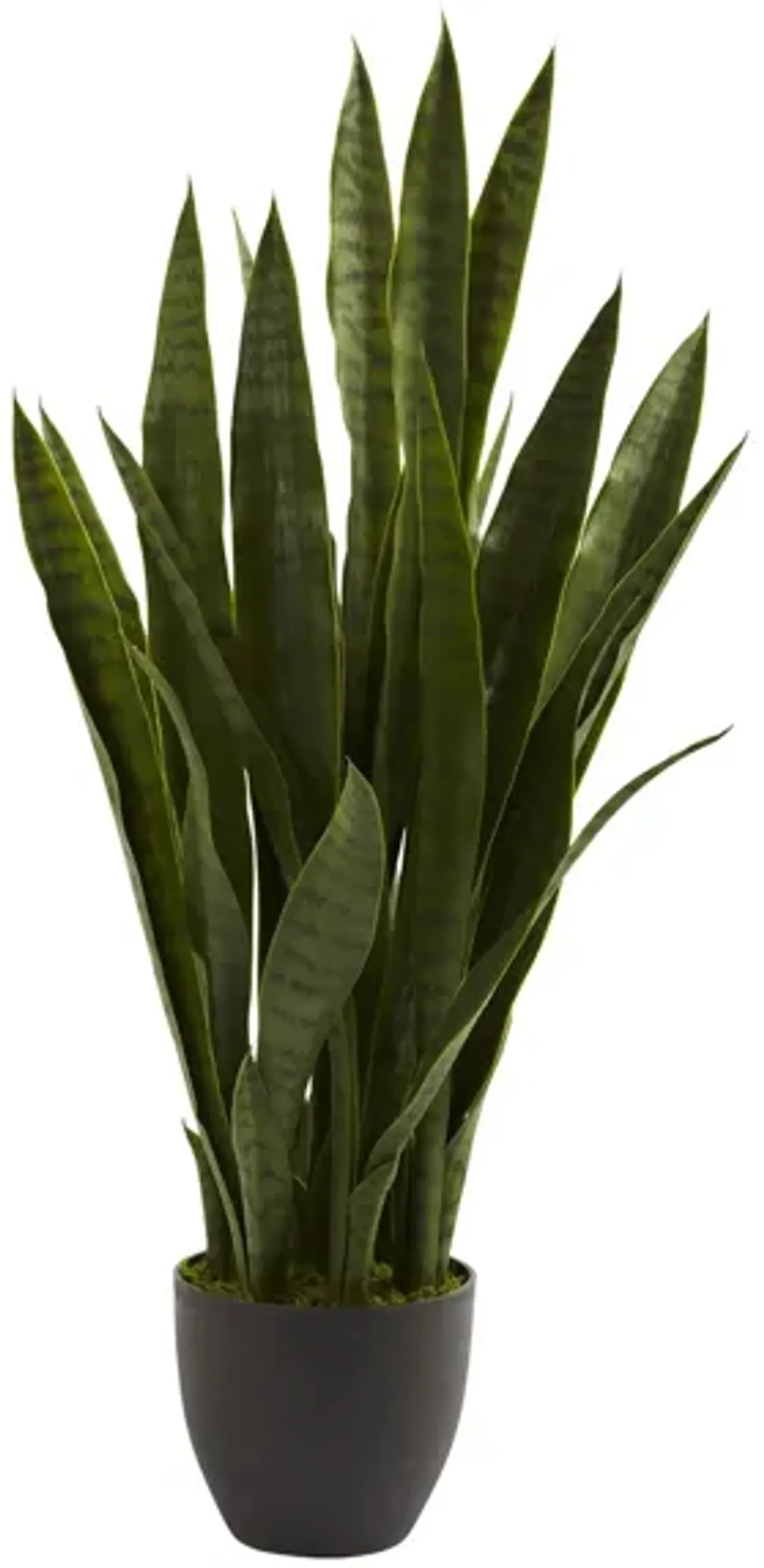 Sansevieria with Black Planter in Green