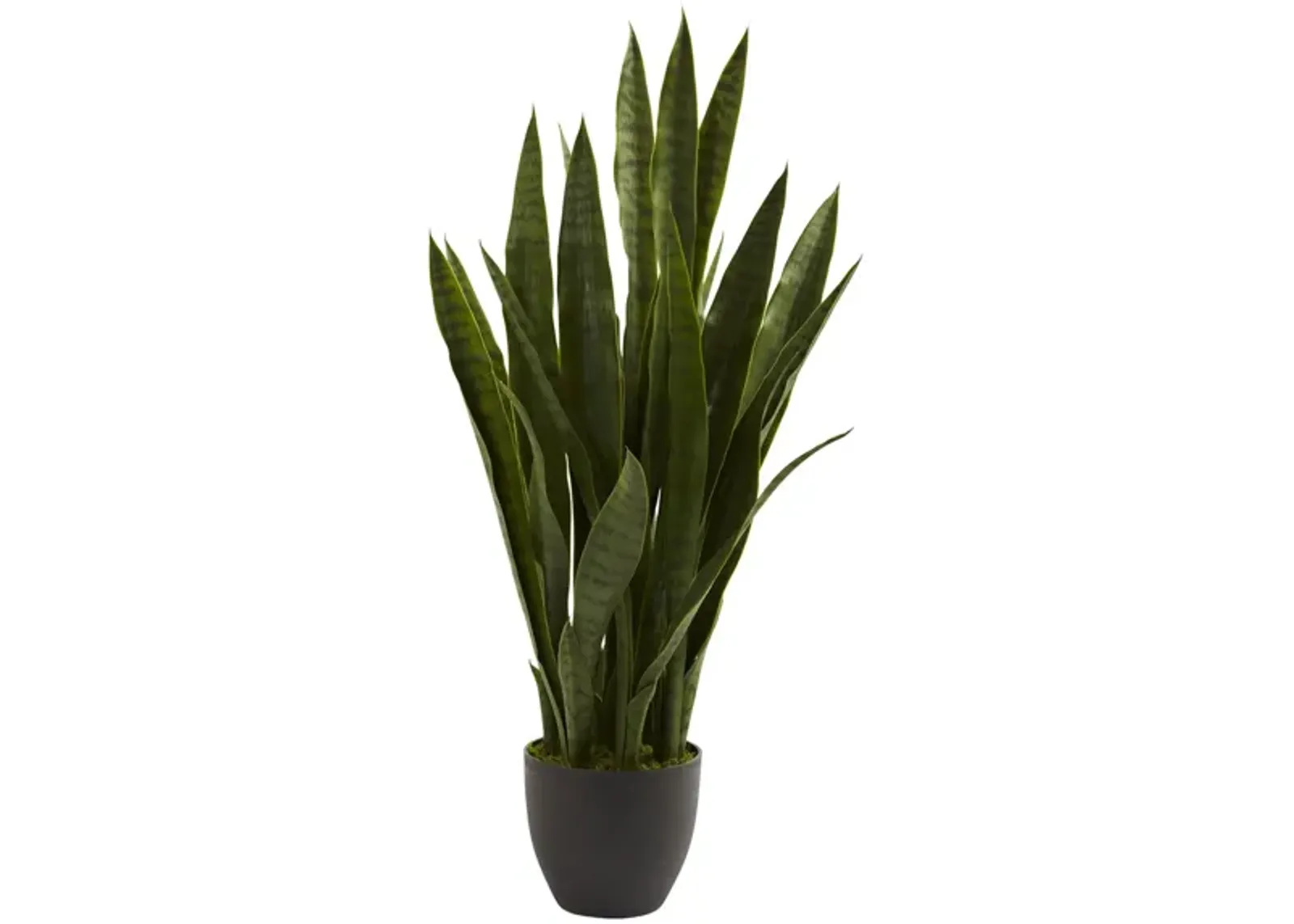 Sansevieria with Black Planter in Green