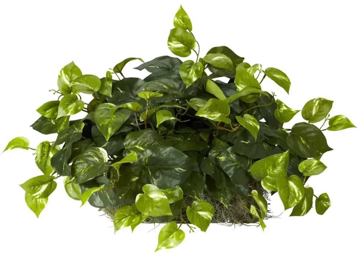 Pothos Ledge Plant (Set on Foam) Silk Plant