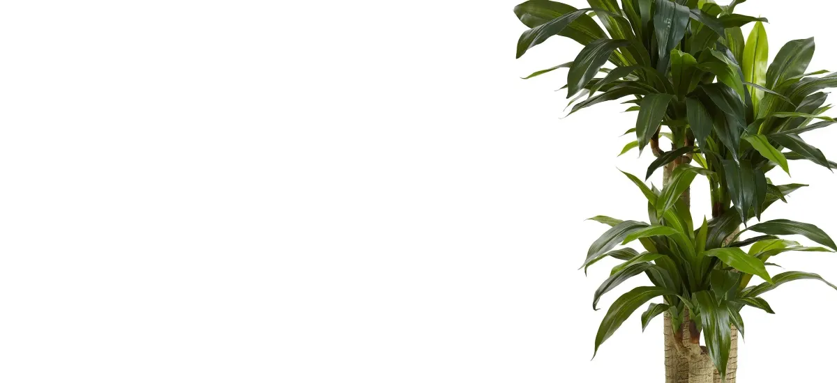Cornstalk Dracaena Silk Plant with Vase