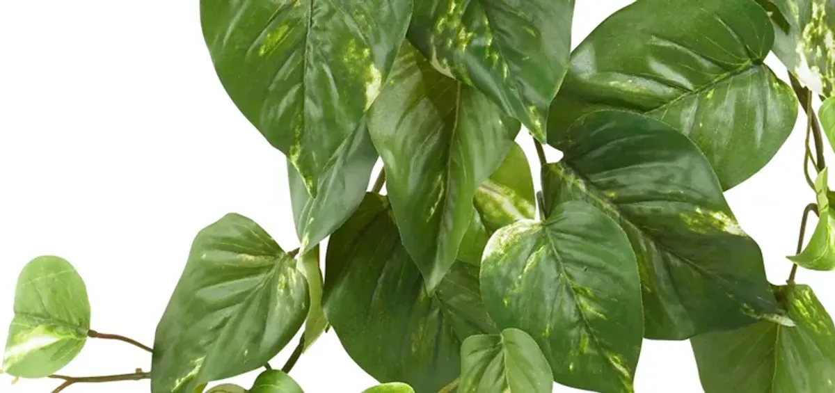 Pothos Hanging Bush: Set of 3