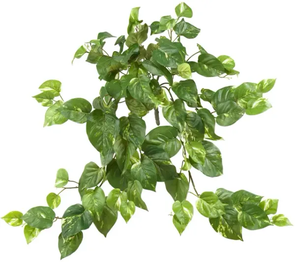 Pothos Hanging Bush: Set of 3