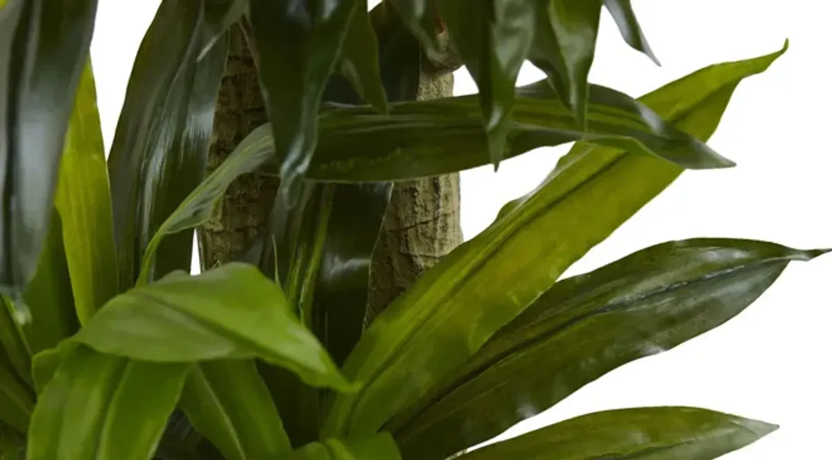 Corn Stalk Dracaena with Black Wash Planter