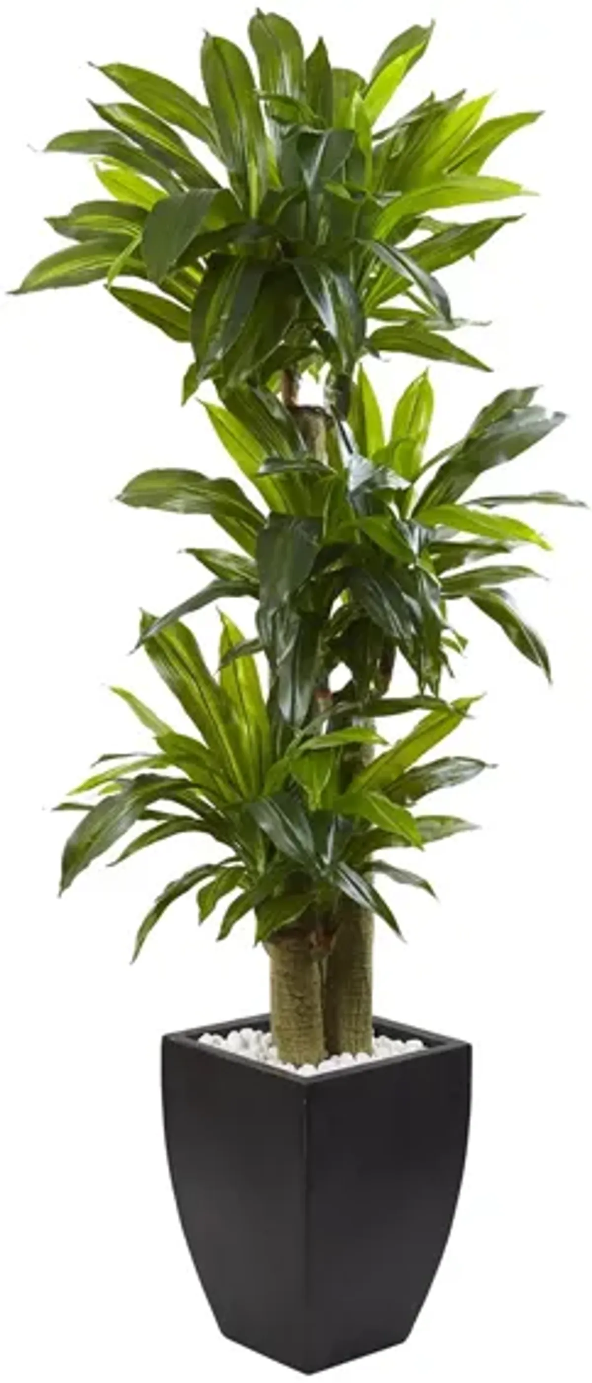Corn Stalk Dracaena with Black Wash Planter