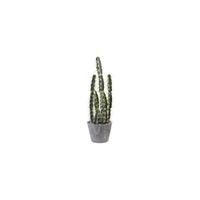 Decorative Cactus Garden with Cement Planter in Green by Bellanest