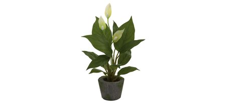 Spathiphyllum with Cement Planter: Set of 3 in Green by Bellanest