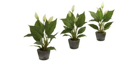 Spathiphyllum with Cement Planter: Set of 3 in Green by Bellanest