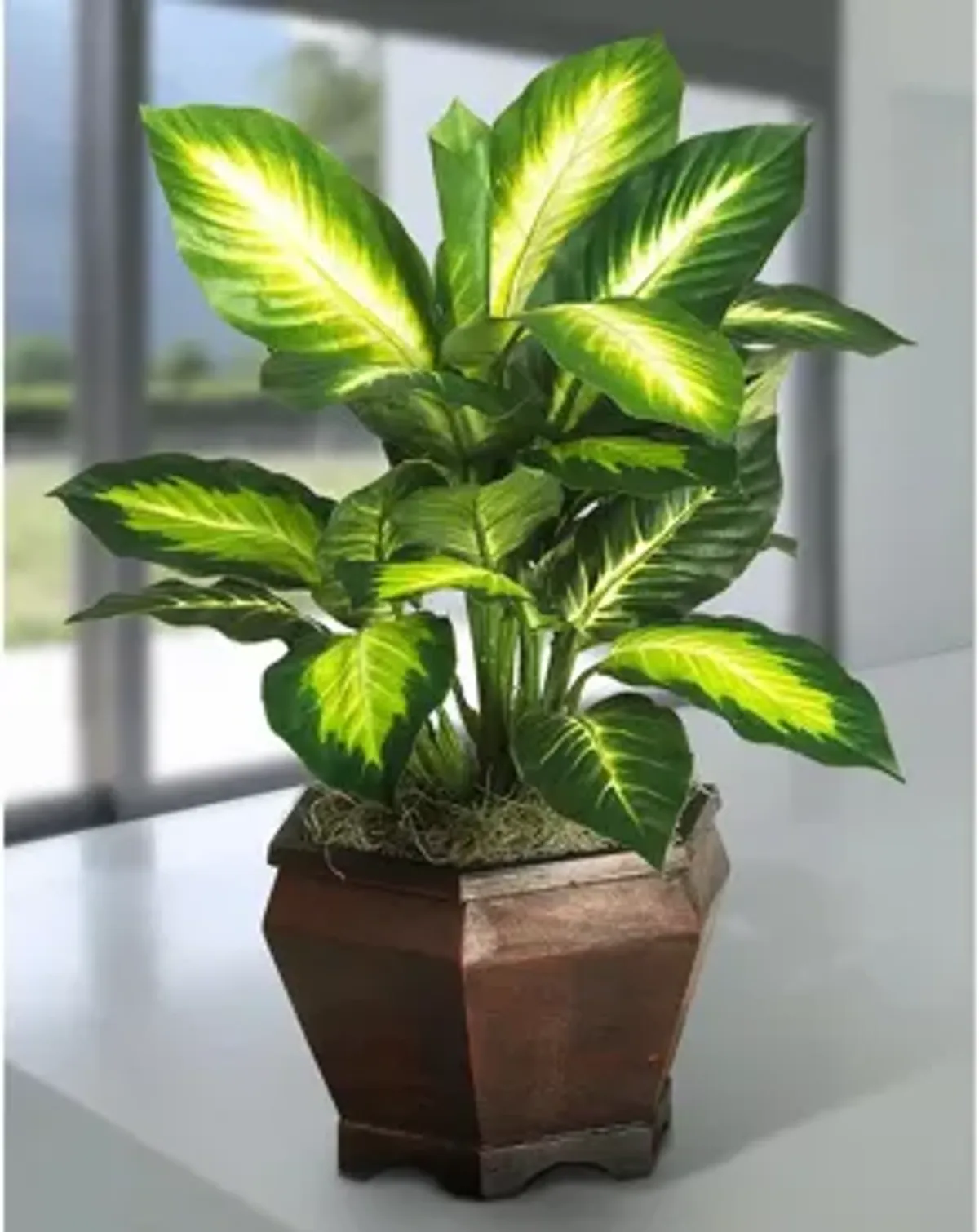 Golden Dieffenbachia with Wood Vase