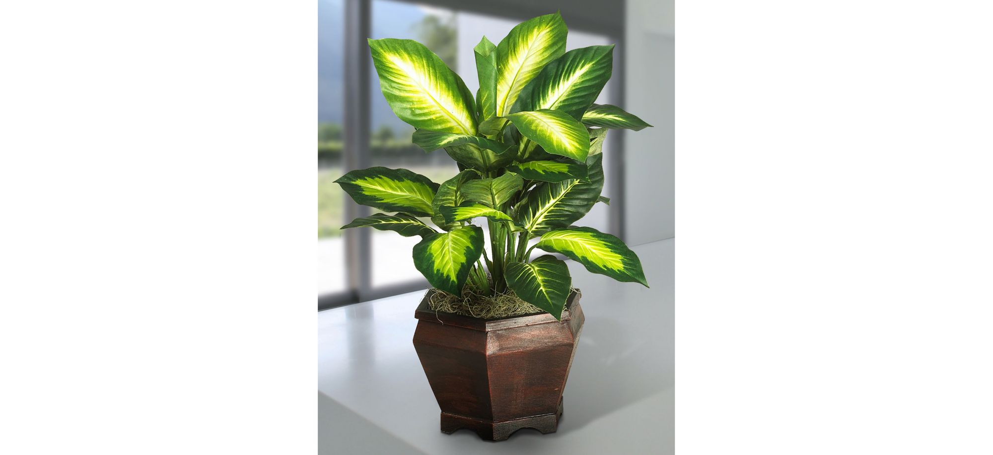 Golden Dieffenbachia with Wood Vase in Green by Bellanest