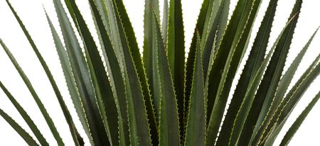 Spiked Agave Artificial Plant in Black Planter (Indoor/Outdoor) in Green by Bellanest