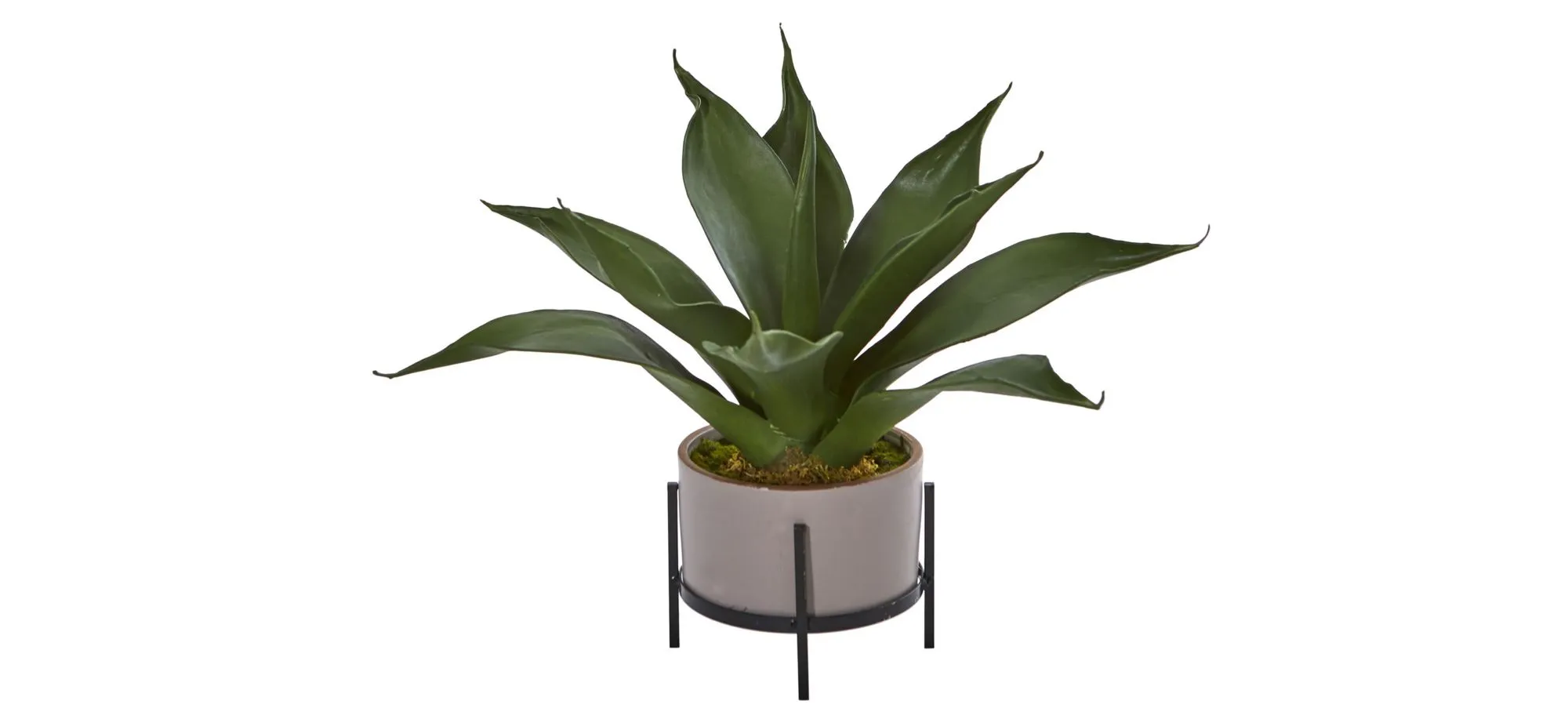 Agave Succulent in Decorative Planter in Green by Bellanest