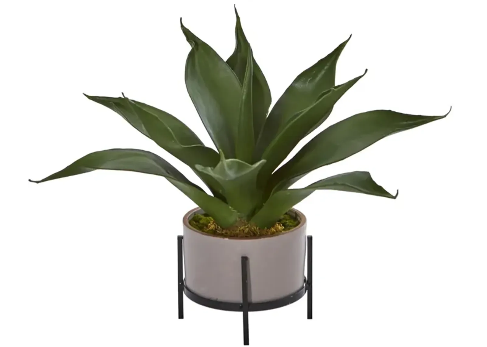 Agave Succulent in Decorative Planter in Green by Bellanest