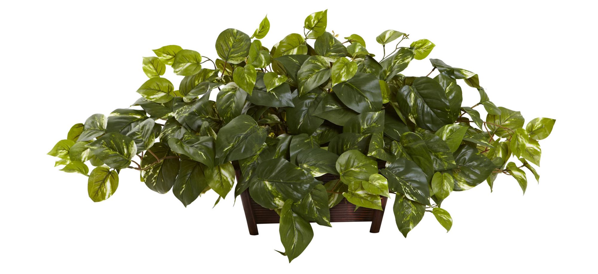 Pothos with Rectangle Decorative Planter in Green by Bellanest