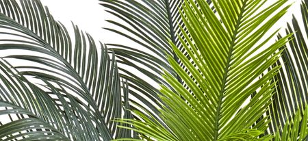 Cycas Tree UV Resistant (Indoor/Outdoor) in Green by Bellanest