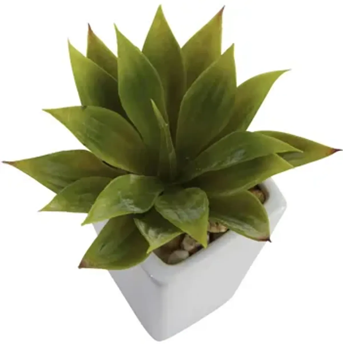Mini Agave with Planter: Set of 3