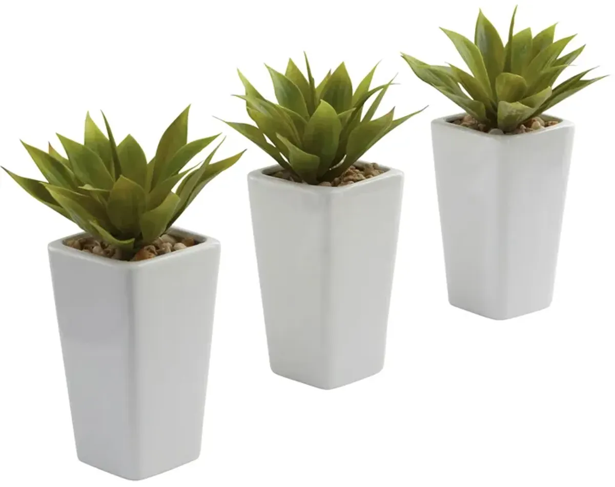 Mini Agave with Planter: Set of 3