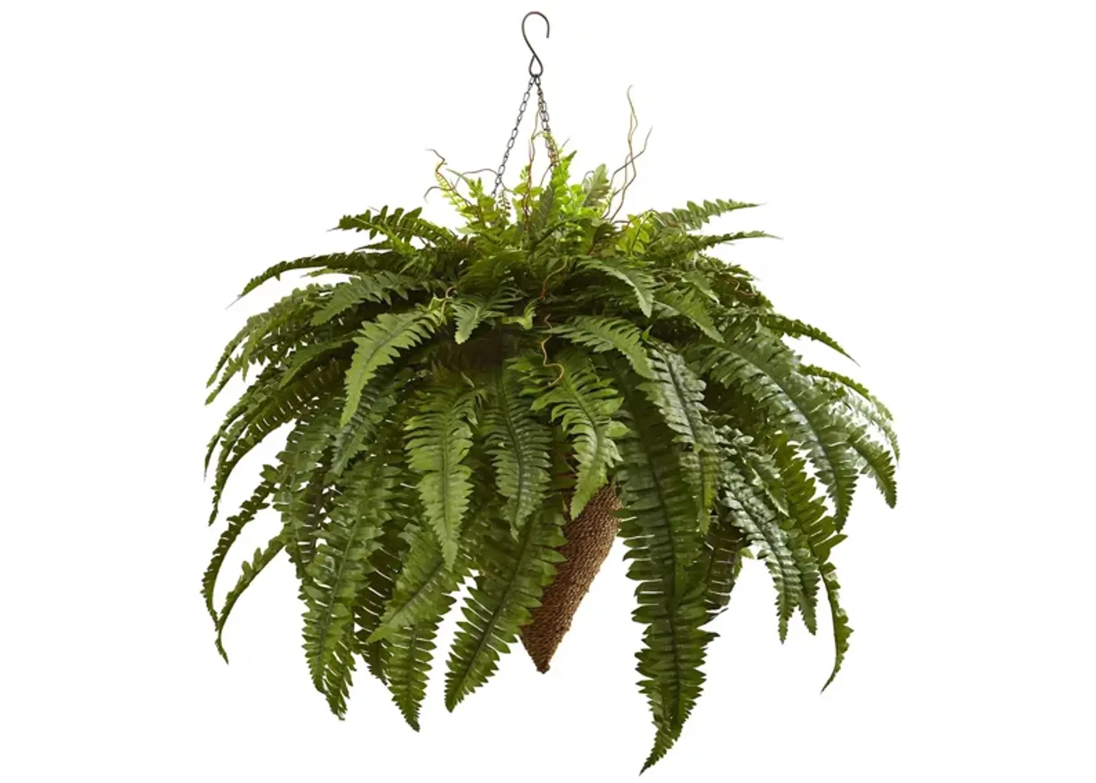 Giant Boston Fern with Cone Hanging Basket in Green by Bellanest