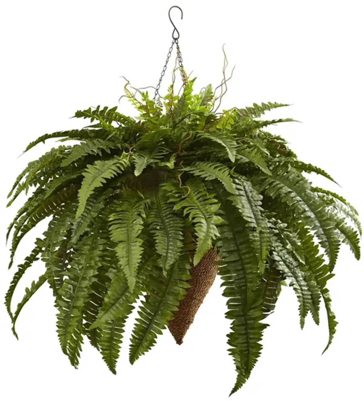 Giant Boston Fern with Cone Hanging Basket in Green by Bellanest