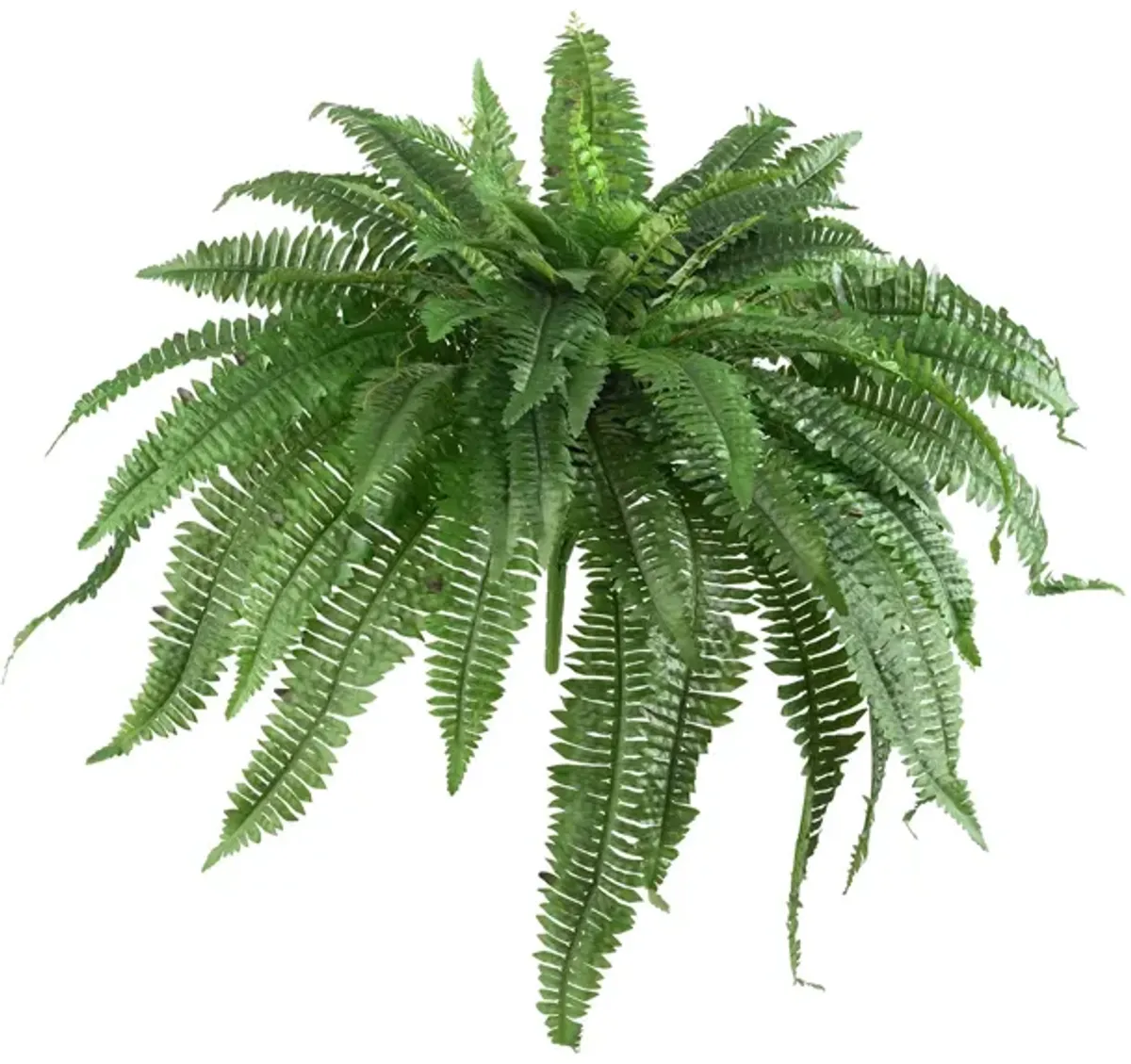 Large Boston Fern: Set of 2 in Green by Bellanest