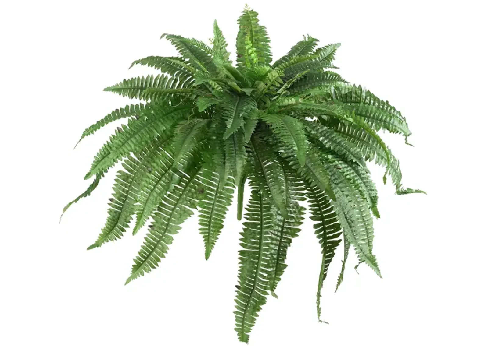 Large Boston Fern: Set of 2 in Green by Bellanest