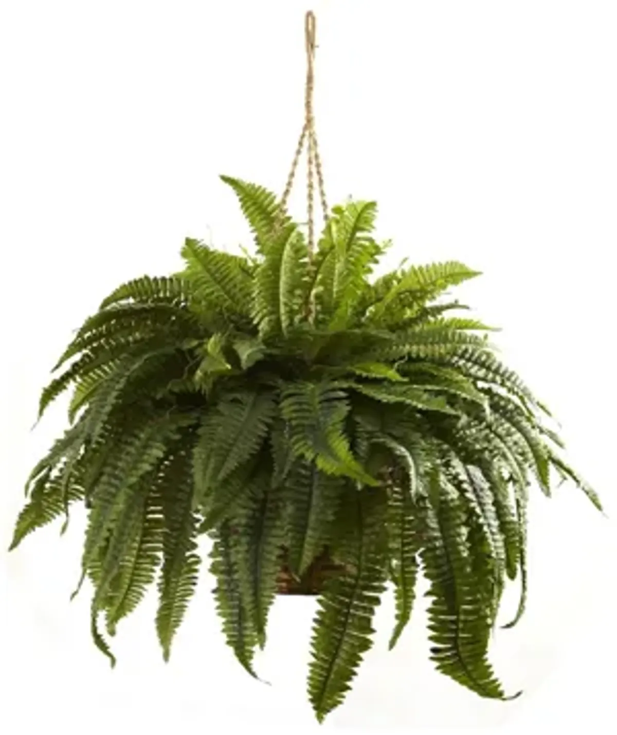 Giant Boston Fern Hanging Basket