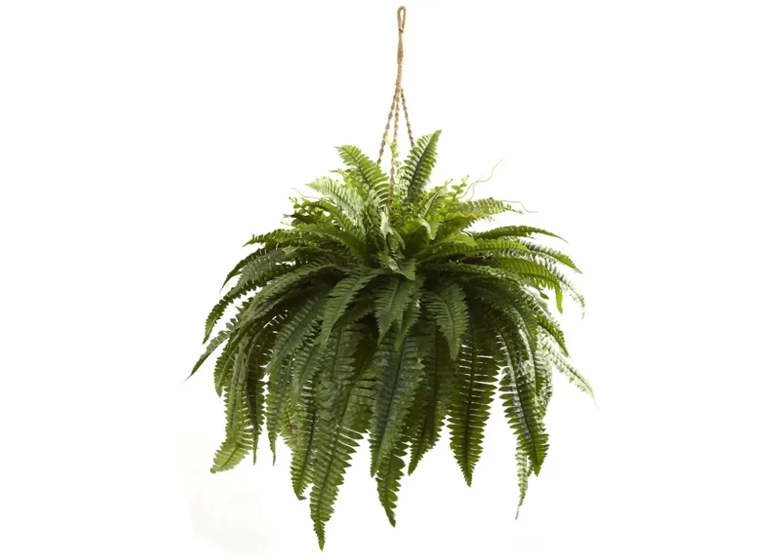 Giant Boston Fern Hanging Basket in Green by Bellanest