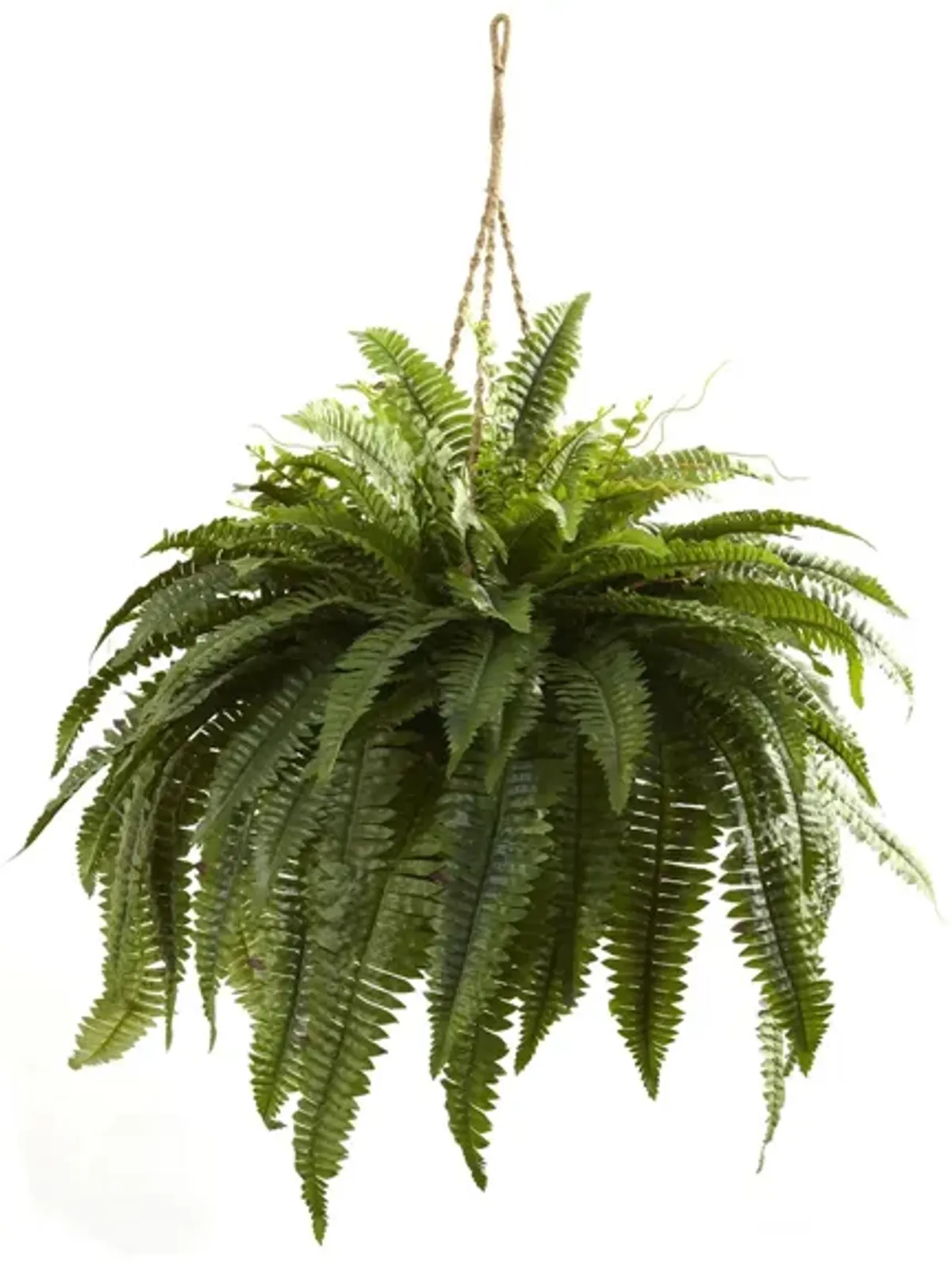 Giant Boston Fern Hanging Basket in Green by Bellanest