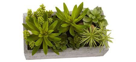 Succulent Garden with Concrete Planter in Green by Bellanest
