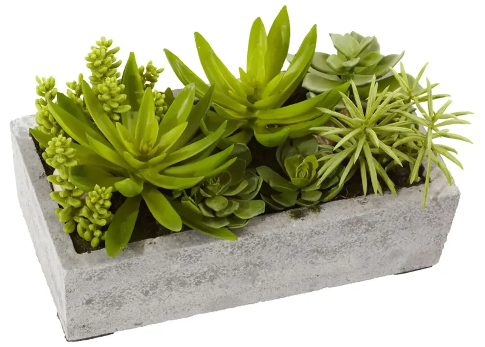 Succulent Garden with Concrete Planter in Green by Bellanest