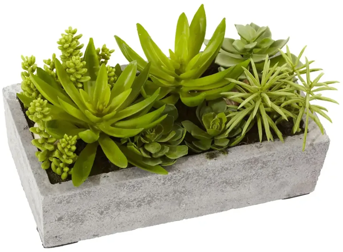 Succulent Garden with Concrete Planter in Green by Bellanest