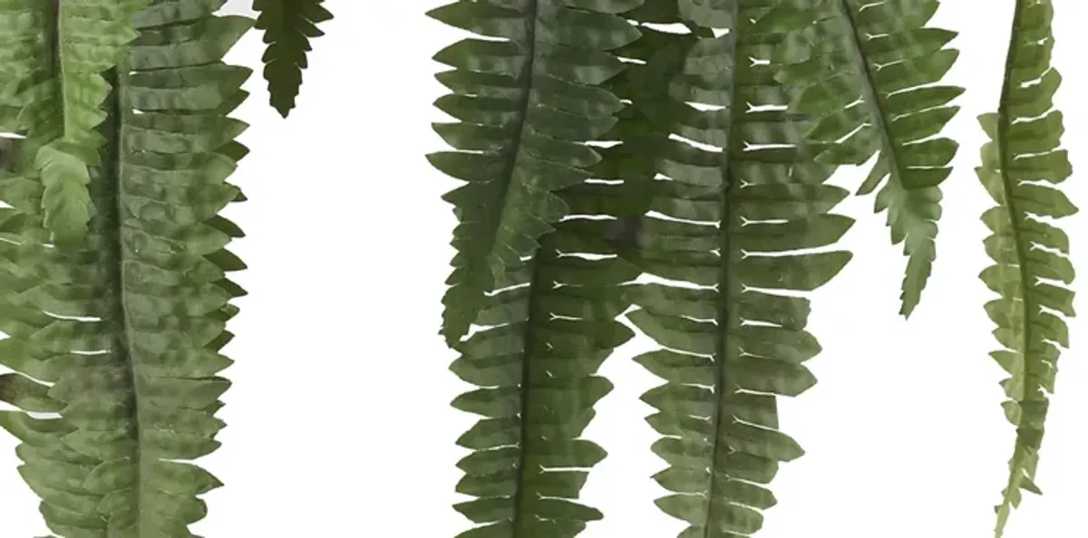 Large Boston Fern Hanging Basket