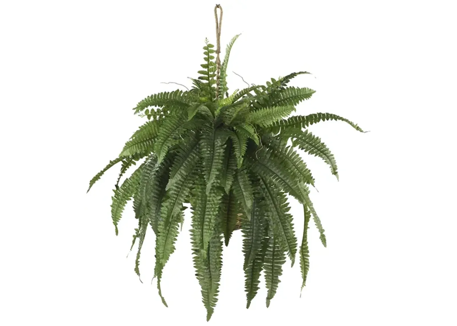 Large Boston Fern Hanging Basket in Green by Bellanest