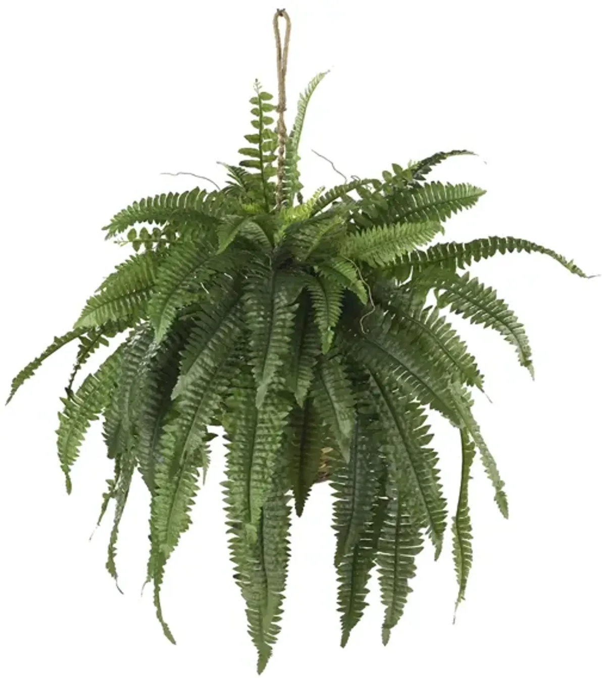 Large Boston Fern Hanging Basket in Green by Bellanest