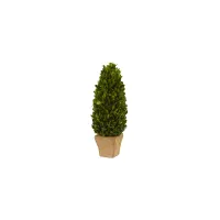 Boxwood Cone Preserved Plant in Planter in Green by Bellanest