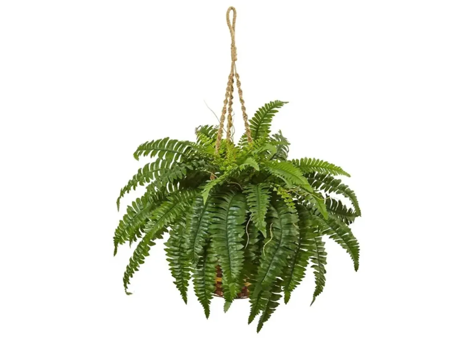 Boston Fern Hanging Basket in Green by Bellanest