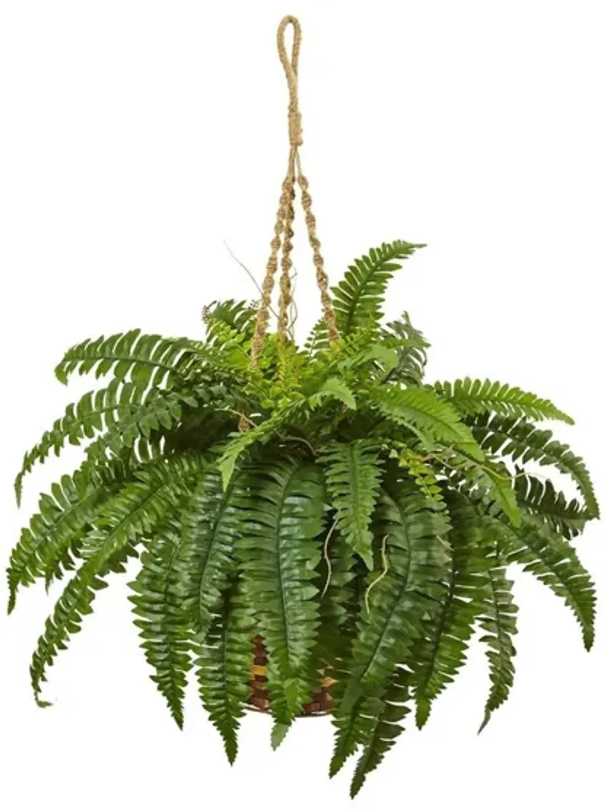 Boston Fern Hanging Basket in Green by Bellanest