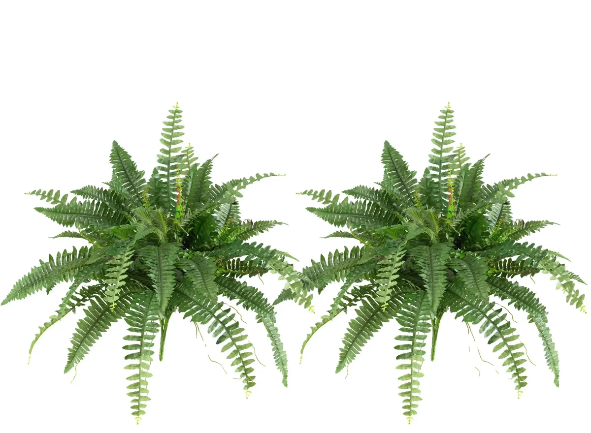 Boston Fern: Set of 2 in Green by Bellanest