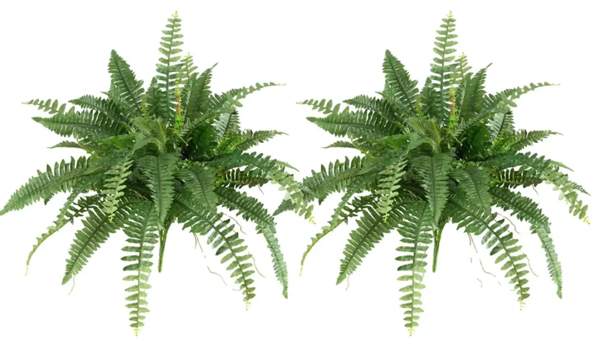 Boston Fern: Set of 2
