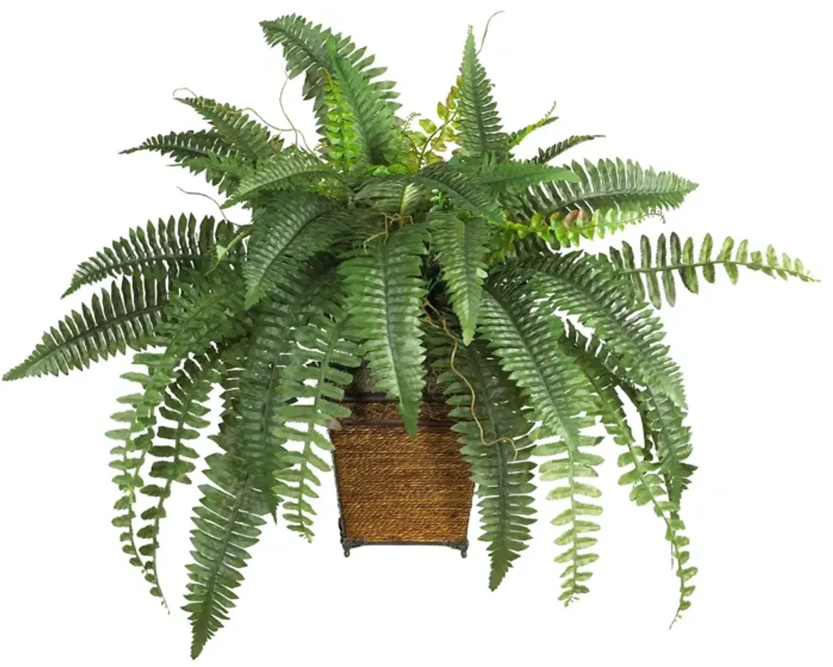 Boston Fern with Wicker Basket in Green by Bellanest