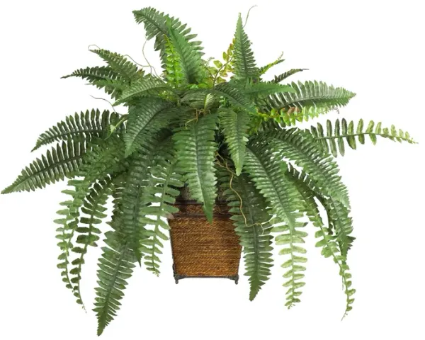 Boston Fern with Wicker Basket
