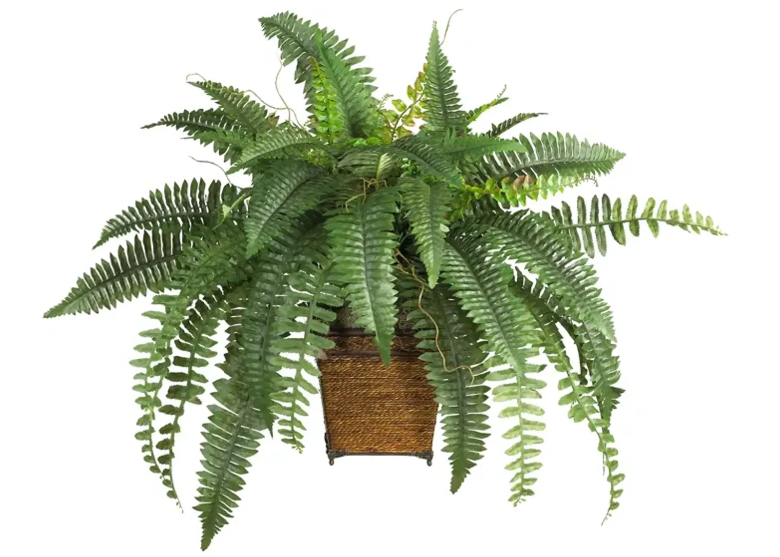 Boston Fern with Wicker Basket in Green by Bellanest