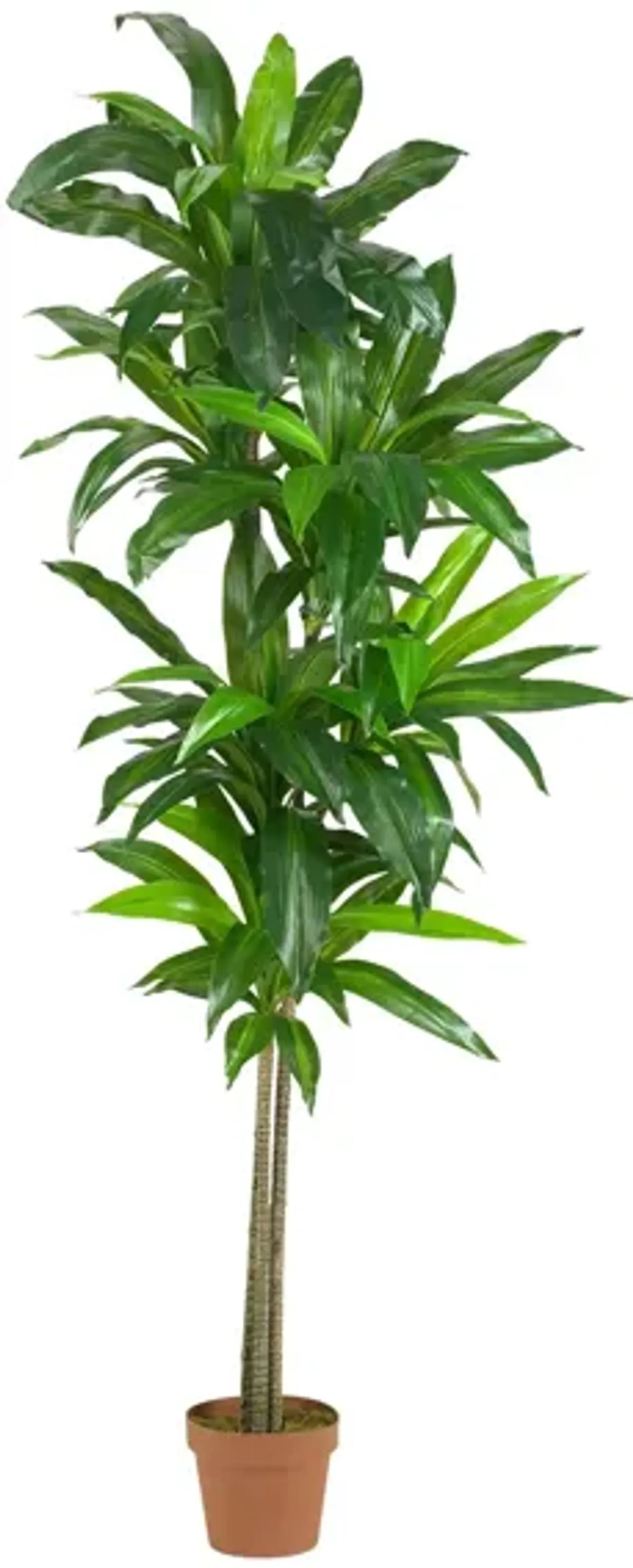 Dracaena Silk Plant in Green by Bellanest