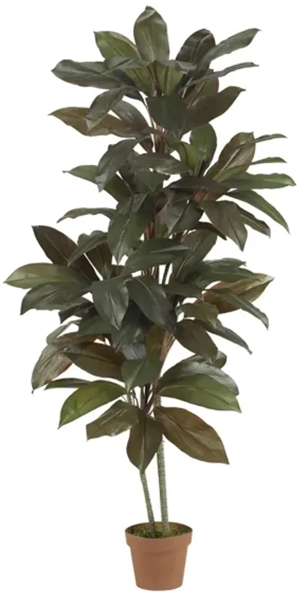Cordyline Silk Plant